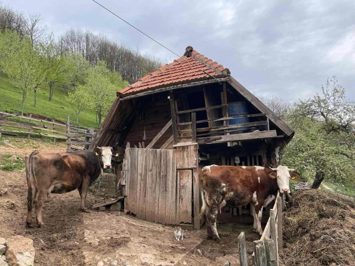 Family Owned Self Sufficient Eco Farm Tara Hotel Pljevlja Exterior photo